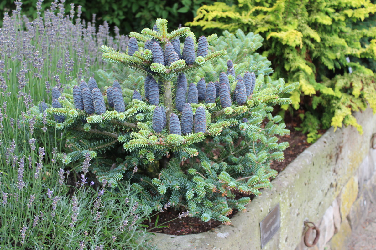 Пихта корейская Блю Эмпериор